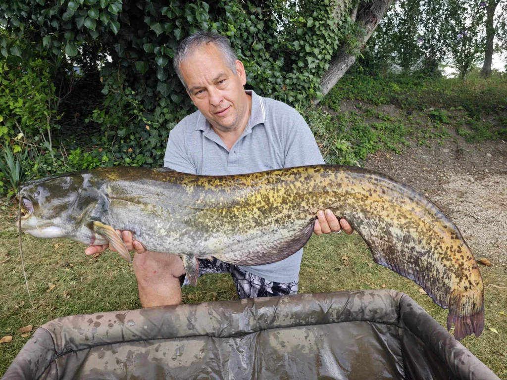Horgász egy hatalmas, megközelítőleg 20 kilogrammos harcsát tart a kezében egy pontybölcső felett Inotán.