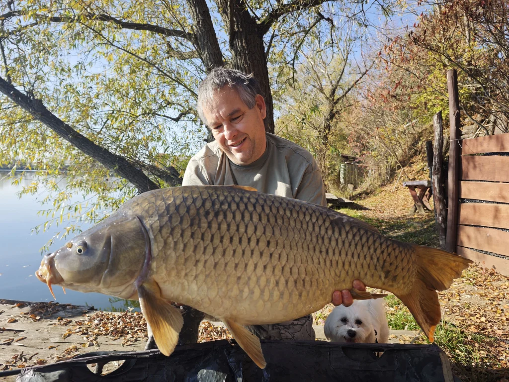 Horgász egy 15 kilogrammos tőponttyal a kezében egy falevelekkel borított fa stégen a szécsényi tóparton.