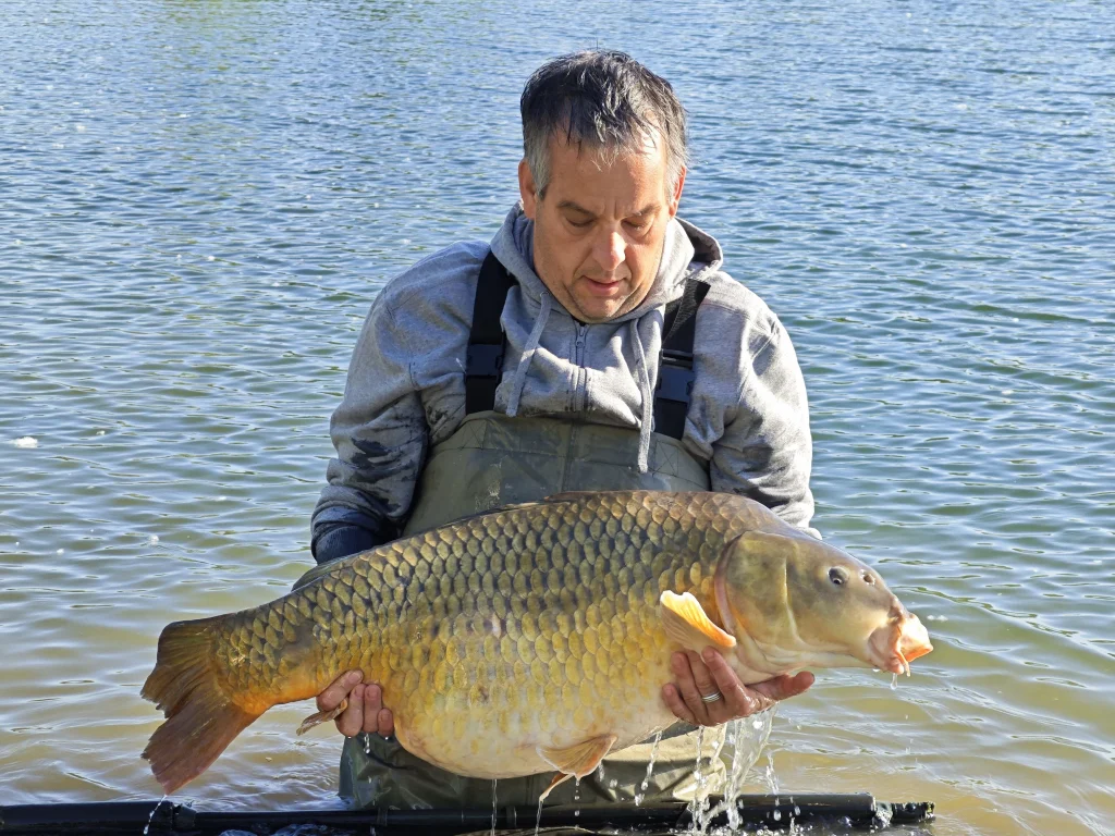 Horgász mellescsizmában a vízben állva tart egy 21 kilogrammos tőpontyot a Koi 2 horgásztavon.