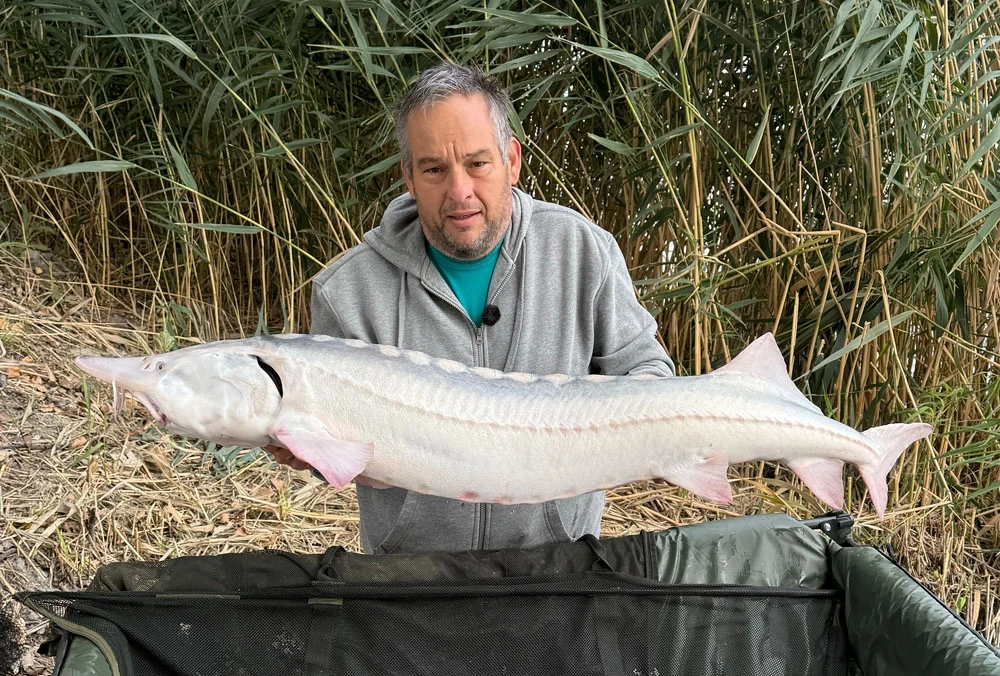Horgász egy 17 kilogrammos, különlegesen világos tokhallal a kezében egy pontybölcső felett a Fish Aréna horgásztavon.