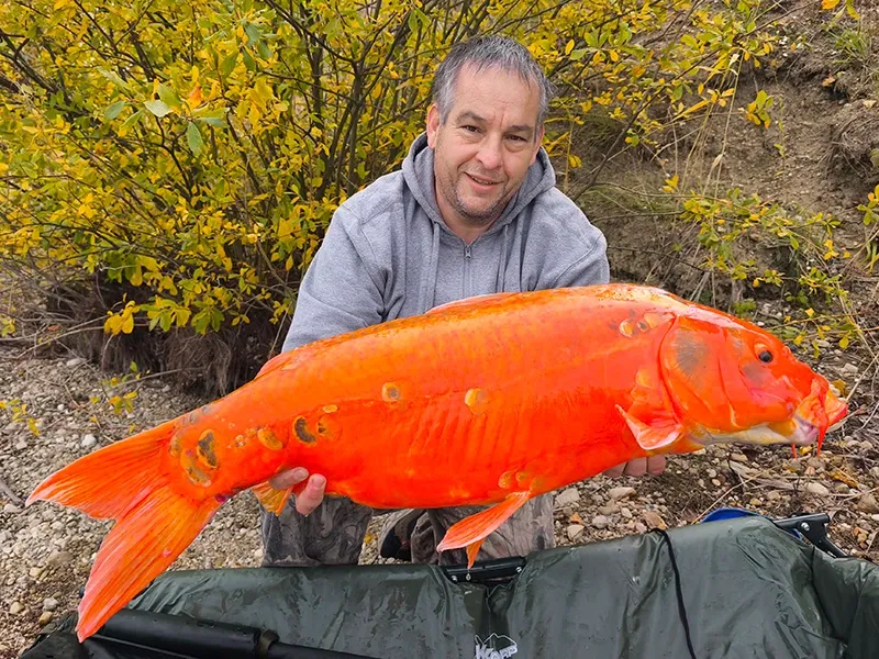 A Carp&Carp tavon fogott gyönyörű 12 kg-os KOI ponty.